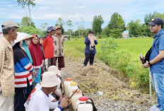 Aplikasi Biofungisida, Cegah Penyakit Kresek 