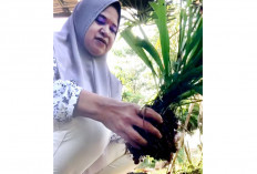 Banyak Diminati, Sering Ketiban Rezeki, Bawang Dayak Bisa Menurunkan Kolestrol