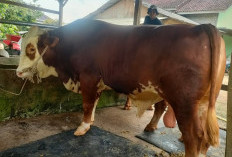 Sapi Kurban Presiden Prabowo Bernama 'Boboho', Siap Disembelih di Mesuji Makmur