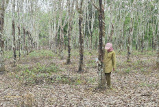 Intensitas Hujan Tinggi, Aktivitas Menyadap tak Maksimal