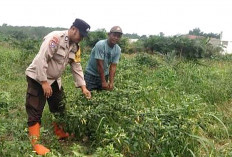 Manfaatkan Lahan Tandus, Tanami Sayur Mayur