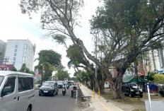 Belum Ada Aturan Kompensasi untuk Korban Tertimpa Pohon Patah/Tumbang