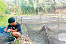 Budidaya Lele di Pekarangan Rumah Tambah Pendapatan, Contoh Anak Muda Anti Gengsi Asal OKU Timur