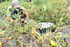  Setiap Kali Panen Hasilkan 600 kg, Masa Produktif Lakukan 8 Kali Petik