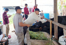 Jelang Iduladha, Pemkab Muara Enim Pastikan Hewan Kurban Sehat dan Layak
