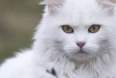 Deretan Fakta Menarik Kucing Muezza Kesayangan Nabi Muhammad SAW: Salah Satunya 'Saksi' Pertempuran Uhud 