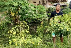 Mampu Menopang Kebutuhan Dapur, Tanam 40 Batang Cabai di Pekarangan