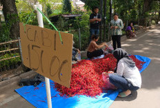 Harga Cabai Merah Anjlok ke Rp15.000 per Kilogram