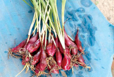 Jadi Obat Herbal, Miliki Banyak Manfaat
