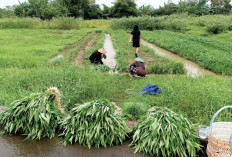 Karyawan Wahana di Lahat Sulap Lahan Sisa Jadi Kebun Kangkung, Panen 10 Hari Sekali