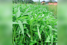 Tanam Kangkung Hasilkan Cuan, Manfaatkan Sedikit Lahan Sawah 