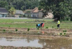 Harga Gabah Tembus Rp6.700 per Kg
