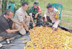 Dorong Masyarakat Mandiri Penuhi Kebutuhan Pangan, Hasil Panen 0,5 Ton Jagung 