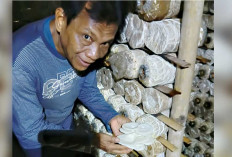 Banyak Peminat, Jamur Tiram Mudah Dijual, Panen Tiap Hari
