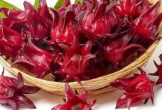 8 Manfaat Bunga Rosela untuk Kesehatan Tubuh, Salah Satunya Mencegah Serangan Jantung!
