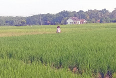 Ini Empat Varietas Padi yang Jadi Pilihan Petani OKU Timur 