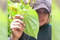 Tanam Daun Sirih di Rumah, Bisa Dapat Cuan Tambahan!