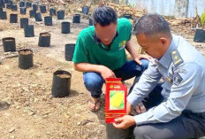 Manfaatkan Lahan SAE, Untuk Penanaman Jagung 