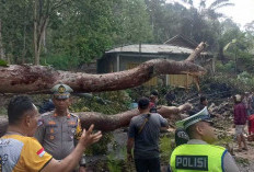Pohon  Besar Tumbang Ganggu Akses Muara Enim-OKU. Begini Imbauan Polisi!