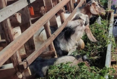 Panduan Lengkap Memilih Hewan Qurban Sesuai Kesehatan Hewan dan Syariat Islam agar Sah