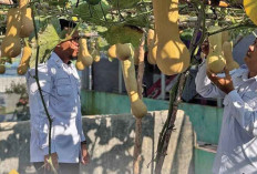 Lapas Kelas IIB Kayuagung Manfaatkan Lahan Jadi Kebun Pertanian Warga Binaan