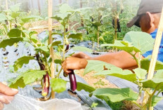 Penuhi Kebutuhan Dapur dan Dijual, Lapas Panen Pisang dan Terong Ungu