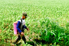 Rotasi Tanaman hingga Pemanfaatan Musuh Alami, Cegah Ulat Grayak pada Jagung
