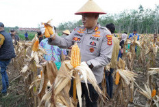  Dari Lahan 2,5 Ha, Hasilkan 8 Ton Jagung