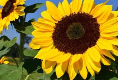 7 Kiat Sukses Menanam Bunga Matahari: Dari Memilih Bibit hingga Memanennya dengan Sempurna!