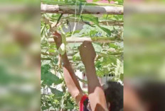 Warga Binaan Lapas Kayuagung Panen Labu Kuning, Dukung Ketahanan Pangan