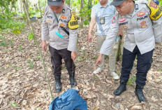 Misteri Penemuan Mayat di Kebun Karet OKU Timur, Diduga Dijemput Seseorang Dini Hari