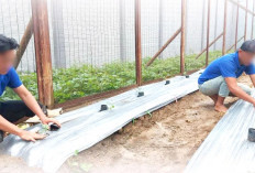 Manfaatkan Lahan, Tanam Semangka 