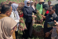  Siap Lakukan Budidaya Bawang Merah Brebes