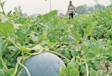 Habis Panen Semangka, Buat Agrowisata Melon