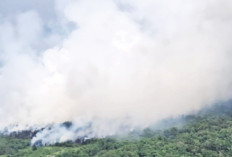 Karhutlah Meluas, Lahan Gambut 300 Hektar Terbakar 