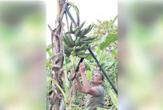 HASIL PANEN, Konsumsi Sendiri hingga Berbagi