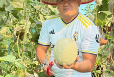 Wujudkan Ketahanan Pangan, Panen 214 Kg Melon Belanda
