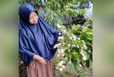 Manfaatkan Pekarangan, Tanam Kelengkeng