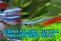  Neon Tetra, Ikan Hias dengan Warna Biru Menyala