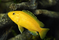 11 Jenis Ikan Hias Air Tawar yang Memiliki Bentuk Unik dan Tidak Mudah Mati