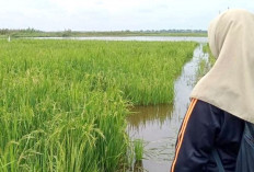 Sawah Padi Indralaya Terendam Banjir 4 Hari, Petani Terancam Puso