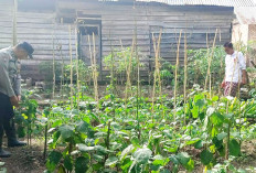Surono Sukses Manfaatkan Lahan Kosong, Tanam Terong Hijau Jadi Sumber Penghasilan