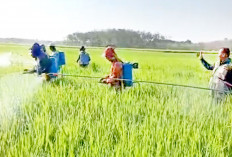 Antisipasi Serangan Hama,  Semprot Hamparan Sawah, Waspadai Wereng Batang Cokelat