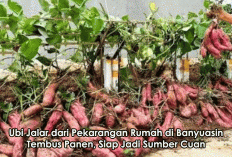 Inspiratif! Ubi Jalar dari Pekarangan Rumah di Banyuasin Tembus Panen, Siap Jadi Sumber Cuan