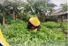 Lakukan Perawatan Bikin Hasil Tanaman Maksimal 