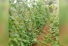 Warga Musi Rawas Tanam Kacang Panjang di Pekarangan, Penuhi Kebutuhan Sayur Harian