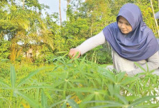 Manfaatkan Lahan Kosong Tanam Singkong