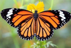 Menguak Lepidopterofobia: Bagaimana Terapi Pemaparan Menjadi Kunci Mengatasi Fobia pada Kupu-Kupu?