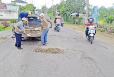 Perbaiki Sementara Jalan Provinsi, Viral Jalan Lintas Berlubang Ditanam Pisang