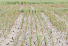 Kemarau, Lahan Sawah Retak 